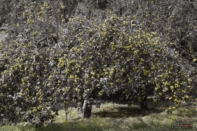 La Diputación de Gipuzkoa impulsa la plantación de manzanos